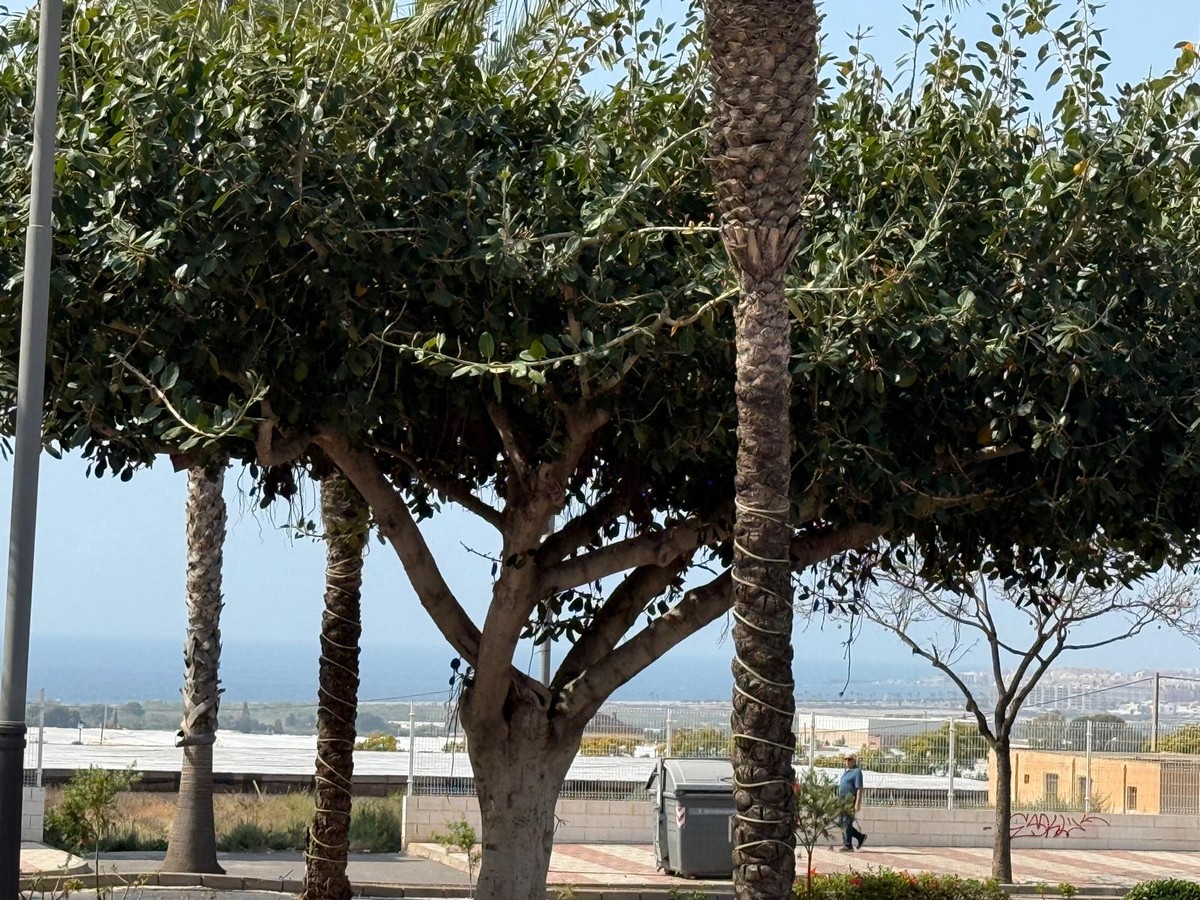 Multi-family plot of 1.247m² in Avenida Juan Carlos III, Aguadulce